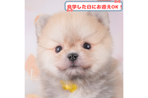 成約済の神奈川県のポメラニアン-376067の1枚目